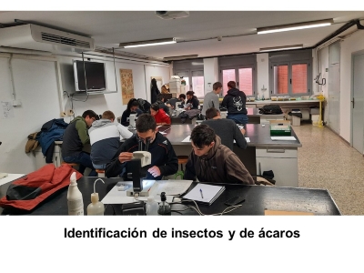 Identificación de insectos  y de ácaros